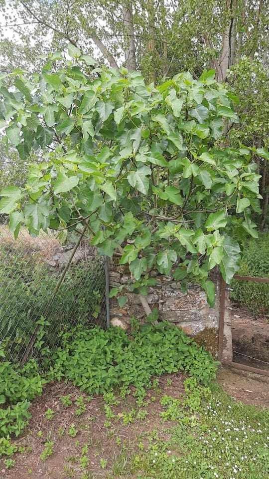 Casa Do Hiebra Alojamiento Rural Ribeira Sacra Castroncelos Eksteriør bilde